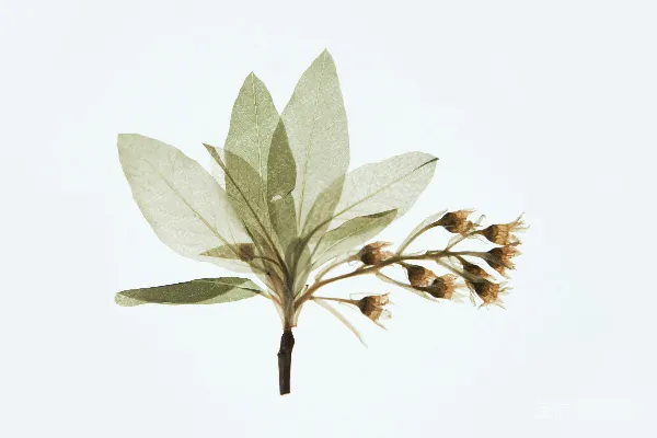 高清摄影 黄花