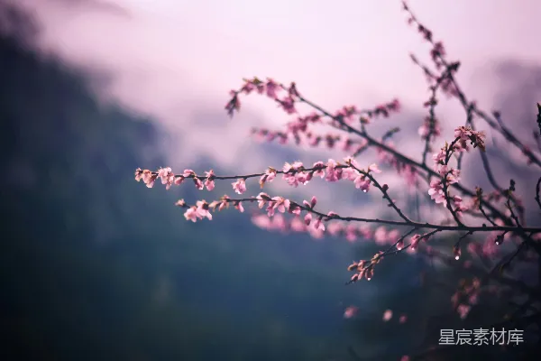高清摄影 粉色花朵的特写镜头
