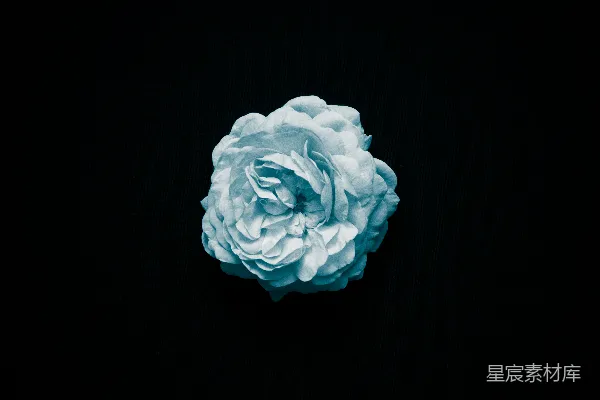 高清摄影 白花