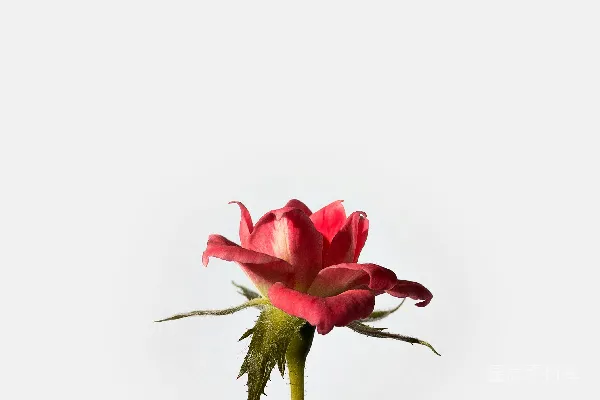 高清摄影 红玫瑰花
