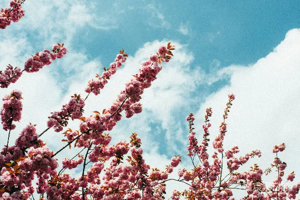 高清摄影 樱花树