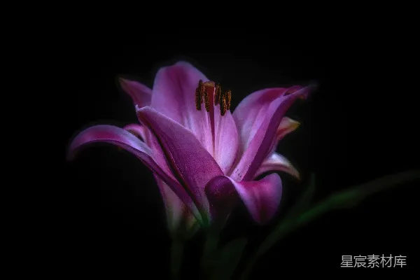 高清摄影 紫色花摄影