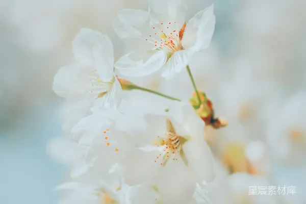 高清摄影 近景拍摄的白色樱花 blossoming