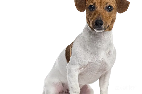 元素素材 狗