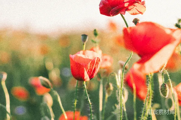 高清摄影 夕阳下的红罂粟花田