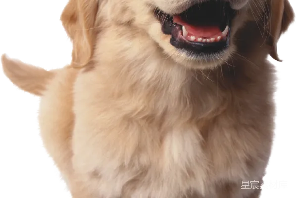 元素素材 狗