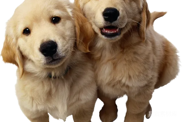 元素素材 可爱的金毛幼犬