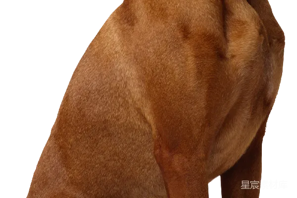 元素素材 狗