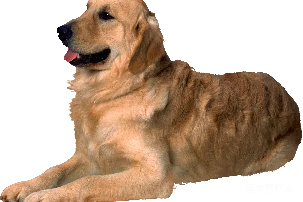 元素素材 狗