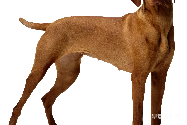 元素素材 匈牙利维兹拉犬