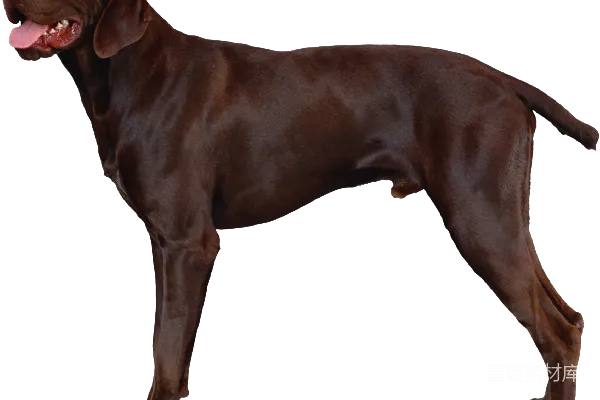 元素素材 棕色猎犬站立侧面图