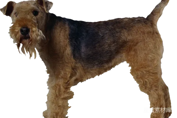 元素素材 狗