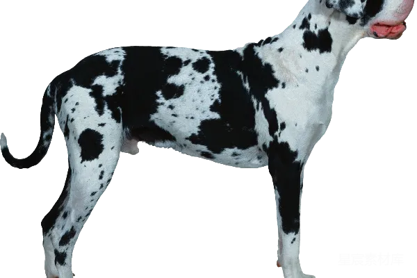 元素素材 狗