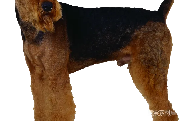 元素素材 爱尔兰梗犬