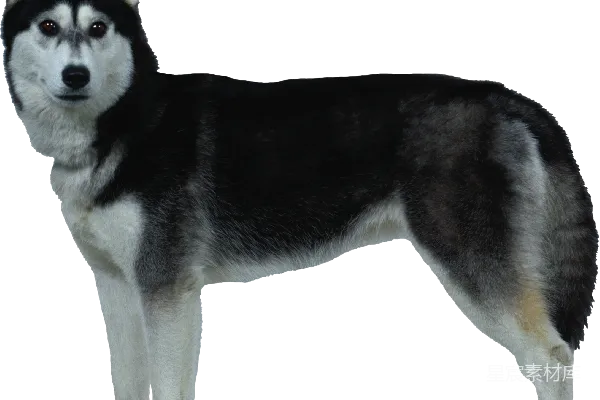 元素素材 狗