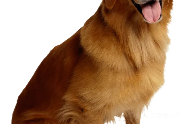 元素素材 狗