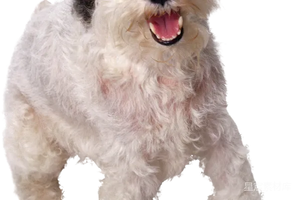 元素素材 狗