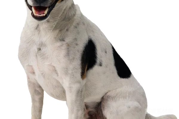 元素素材 狗