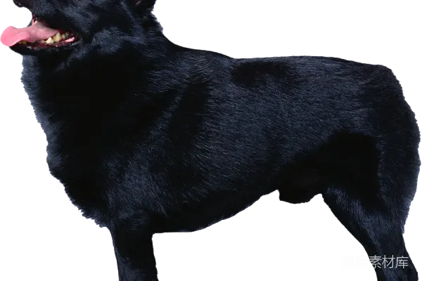 元素素材 黑色德国牧羊犬