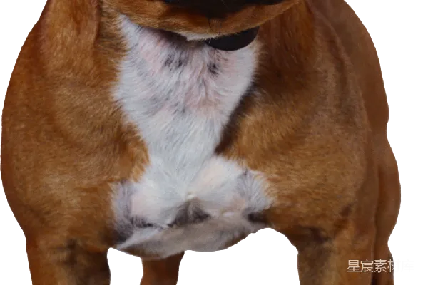 元素素材 斗牛梗犬