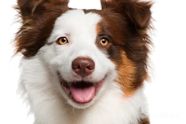 元素素材 快乐的边境牧羊犬