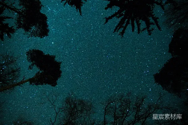高清摄影 星下树影