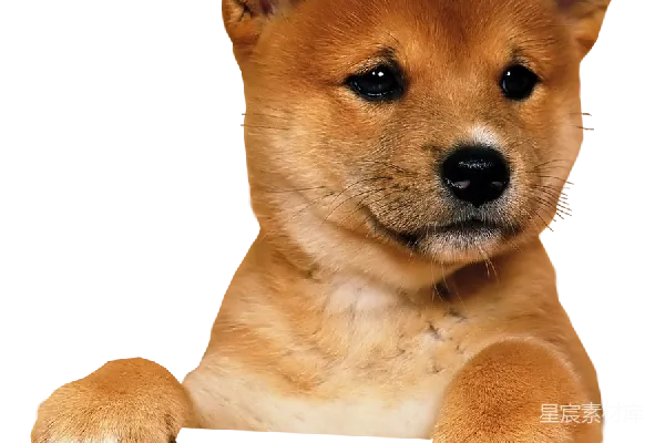 元素素材 狗