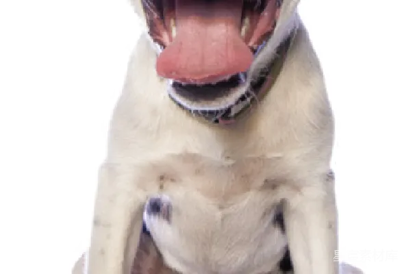 元素素材 狗