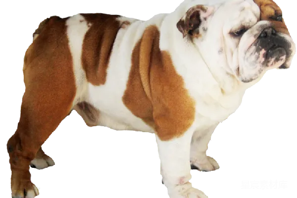 元素素材 bulldog