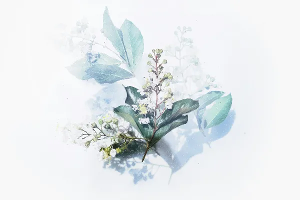 高清摄影 白色开花植物艺术作品