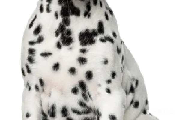 元素素材 狗