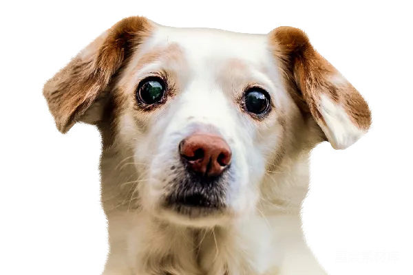 元素素材 狗