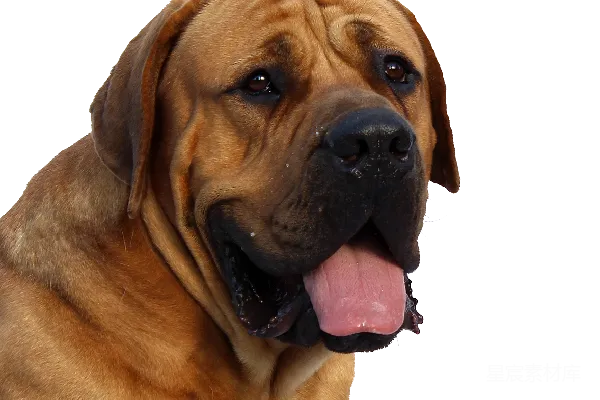 元素素材 威猛的斗牛犬特写