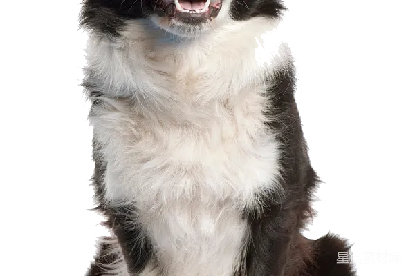 元素素材 狗
