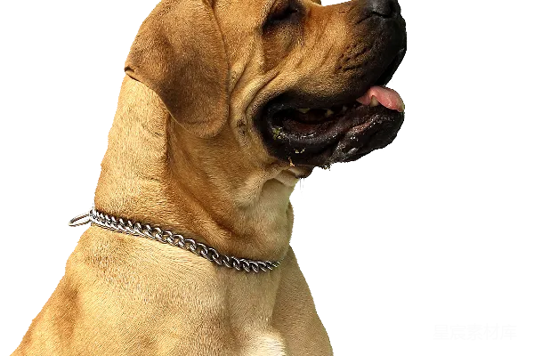 元素素材 阳光下的金毛猎犬