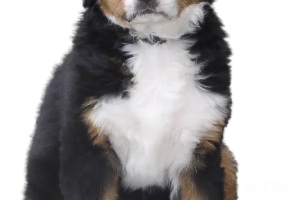 元素素材 可爱的小伯恩山犬幼犬