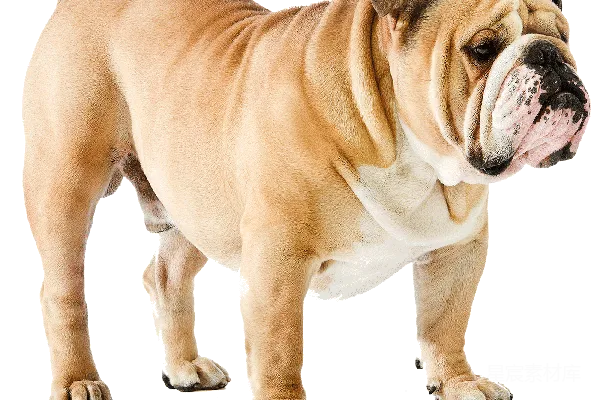 元素素材 狗