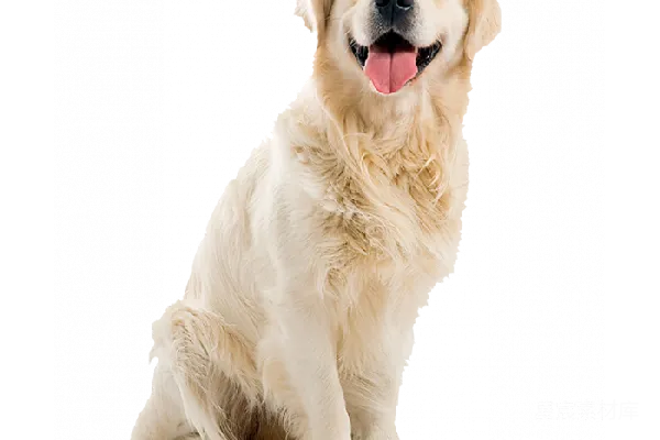 元素素材 金毛猎犬坐在白色背景前