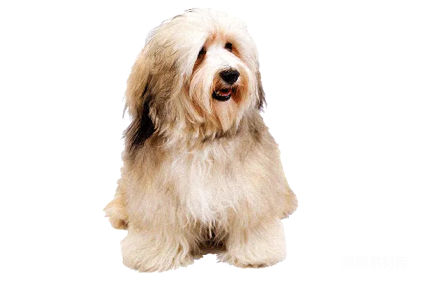 元素素材 狗