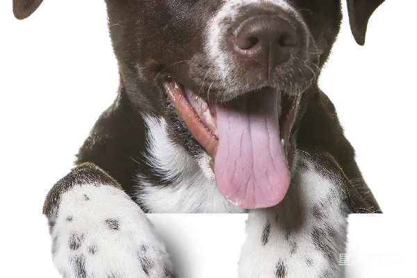 元素素材 狗