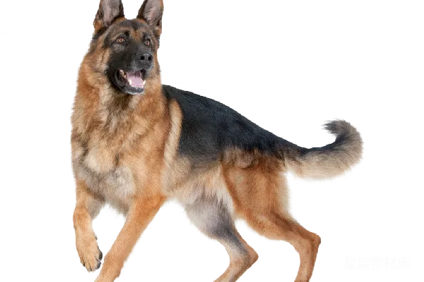 元素素材 透明