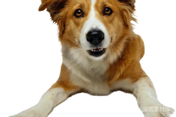 元素素材 狗