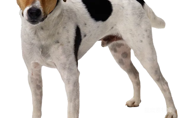 元素素材 狗