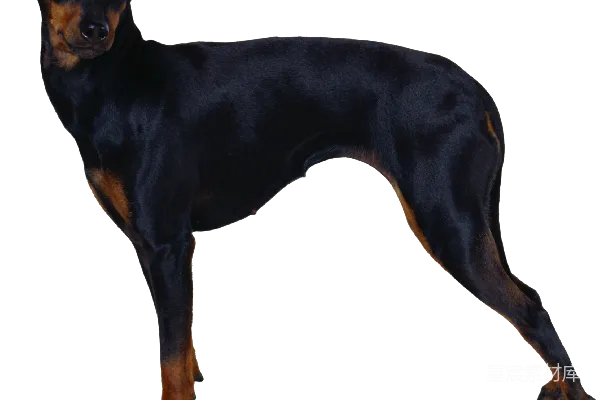 元素素材 狗