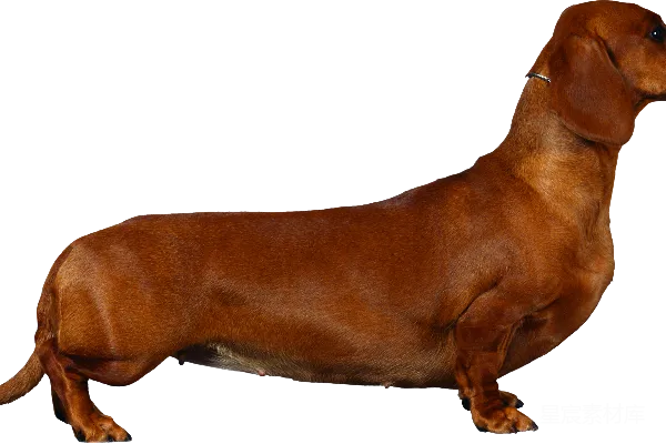 元素素材 标准的长毛腊肠犬