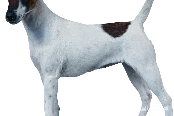 元素素材 狗