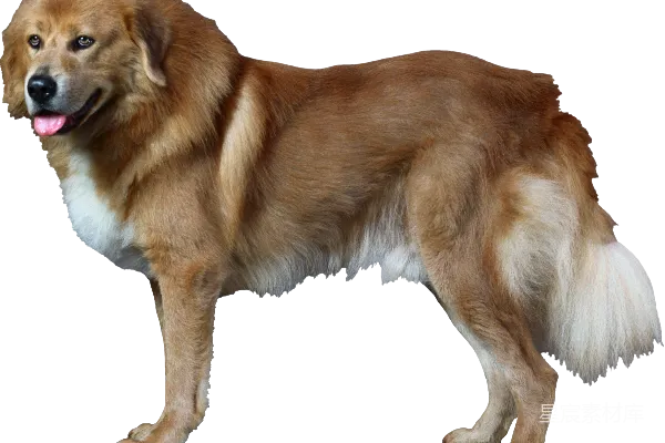 元素素材 狗