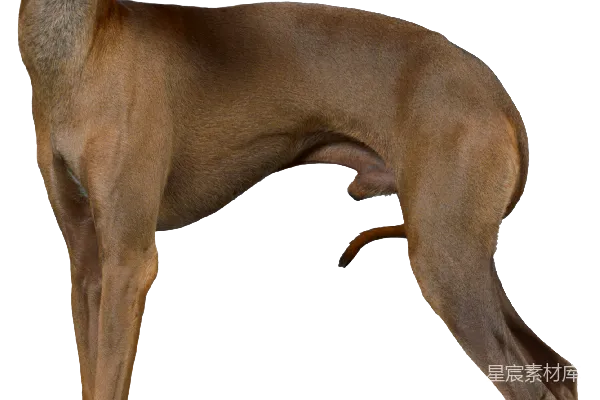 元素素材 狗