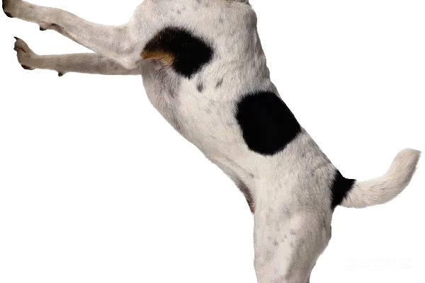 元素素材 狗