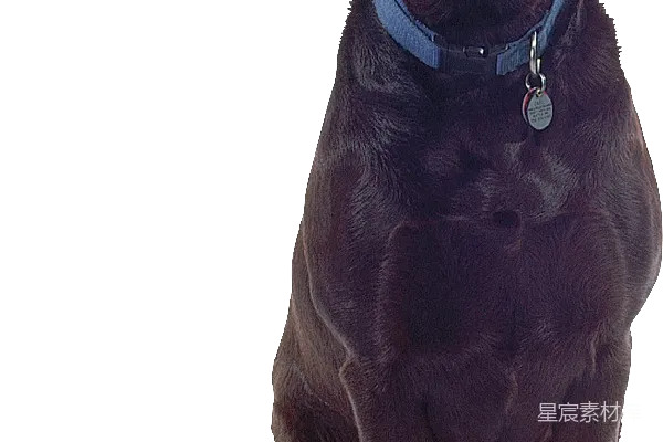 元素素材 狗